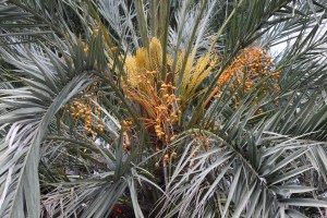 phoenix canariensis(4) (1200 x 800)